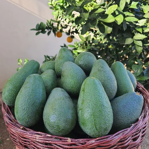 Fuerte Avokado (1 Kg)