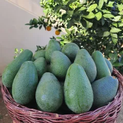 Fuerte Avokado (1 Kg)
