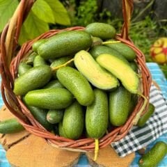 Bebek Avokado (1 Kg)