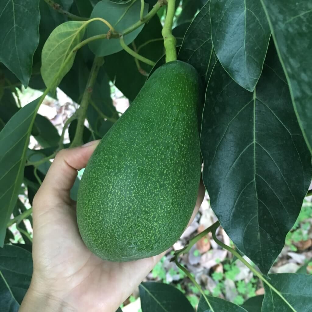 Fuerte Avokado (160 Gr ve Üzeri)