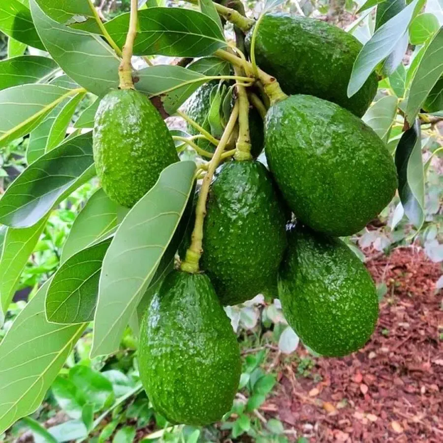 Hass Avokado (1 Kg)