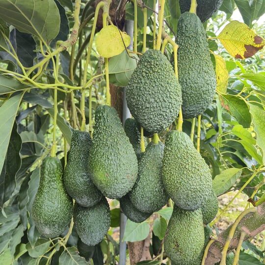 Pınkerton Avokado Jumbo Boy (250 Gr ve Üzeri)