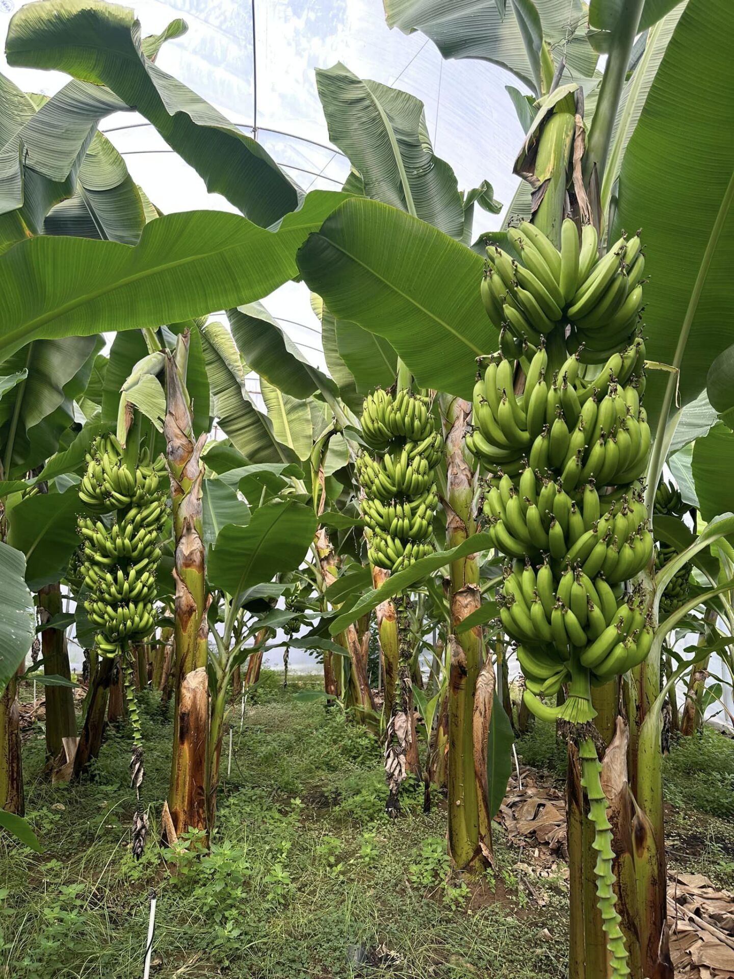 Organik Anamur Muzu (3 Kg)