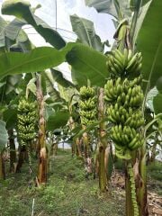 Organik Anamur Muzu (3 Kg)
