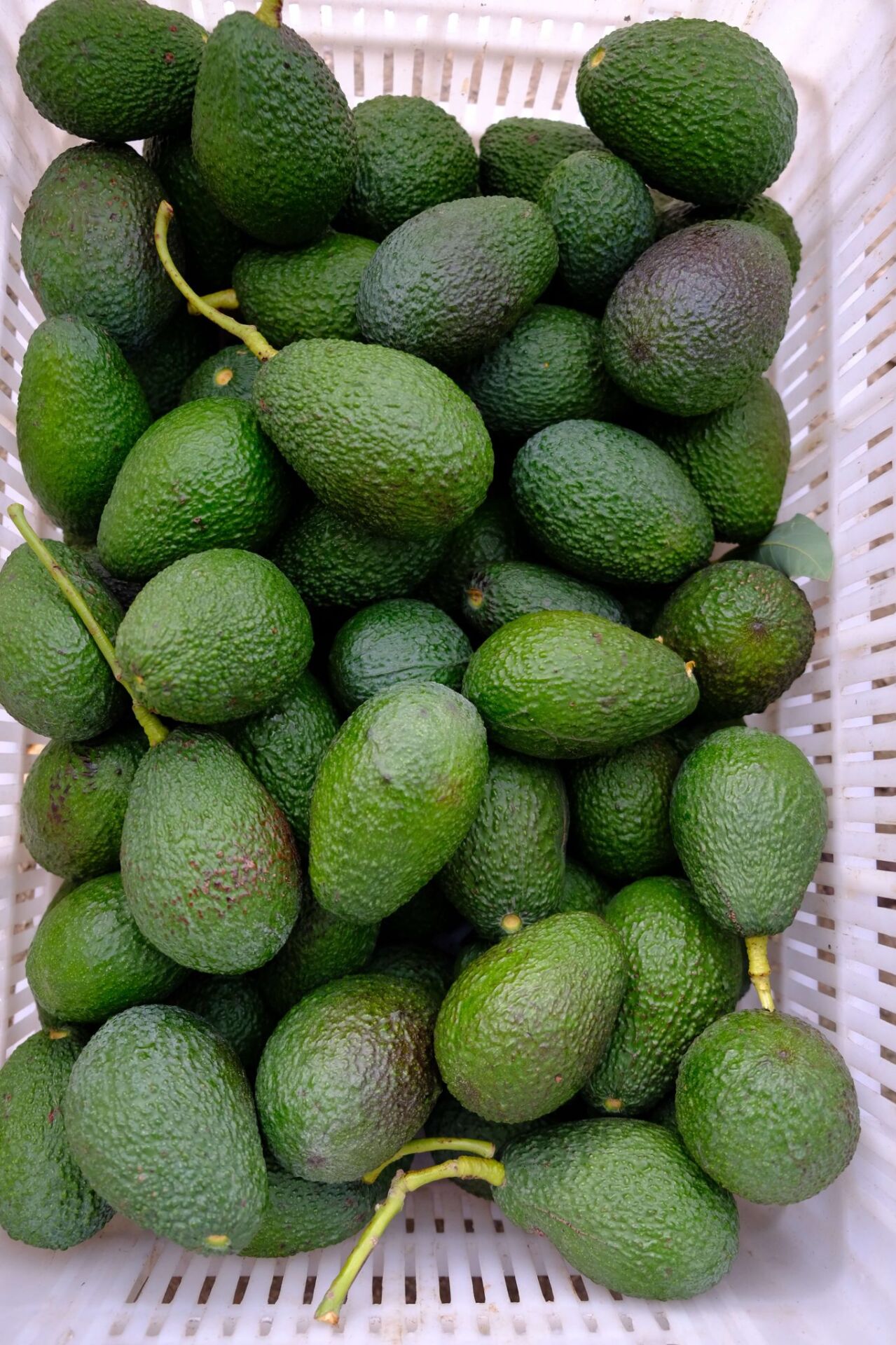 15 adet avakado (160 gr ve üzeri)