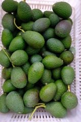 15 adet avakado (160 gr ve üzeri)