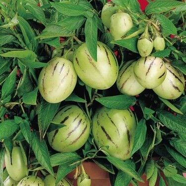 Pepino 1 KG