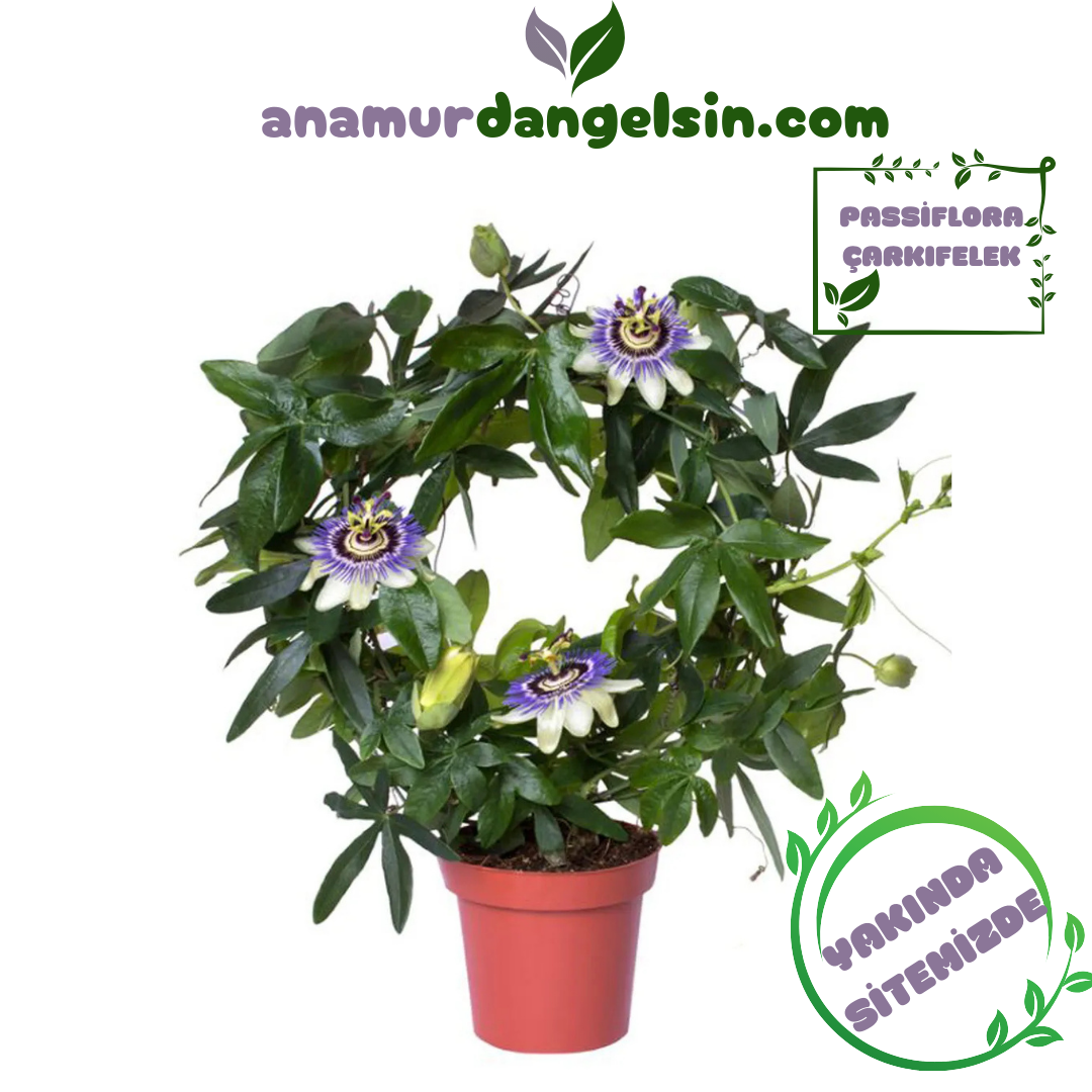 Passiflora Çarkıfelek Saksıda 1 Adet
