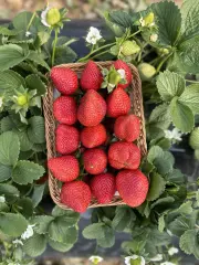 ANAMUR ÇİLEĞİ 500 GR